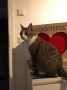 Norato (1)